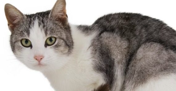 Alimentation du chat insuffisant rénal