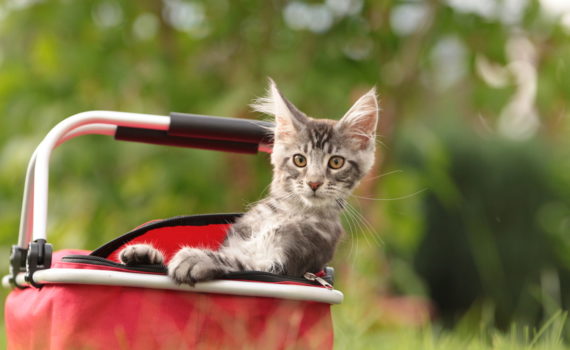 Est-il nécessaire de faire vacciner son chat tous les ans ?