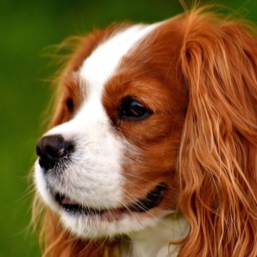 Les problèmes cardiaques du chien