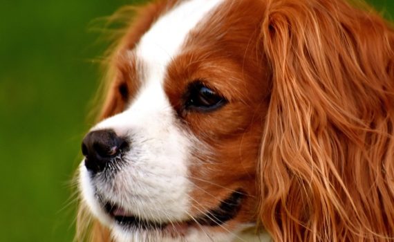 Les problèmes cardiaques du chien