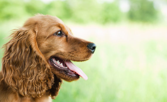 Le reverse sneezing chez le chien