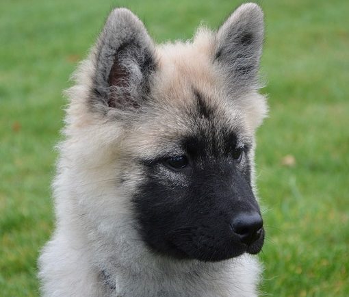 Faut-il faire vacciner son chien tous les ans.
