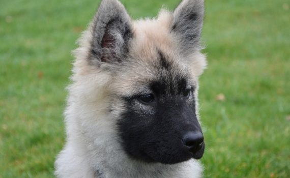 Faut-il faire vacciner son chien tous les ans.