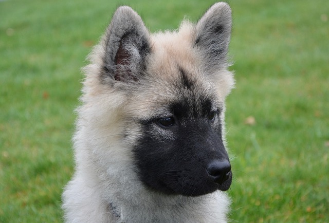 Faut-il faire vacciner son chien tous les ans.