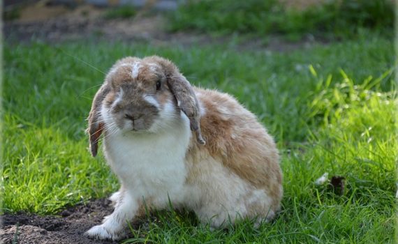 Les otites externes chez les rongeurs et lapins