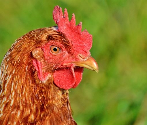 L'alimentation de la poule