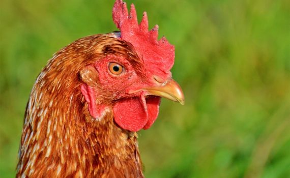 L'alimentation de la poule