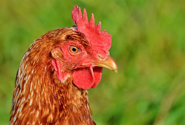L'alimentation de la poule