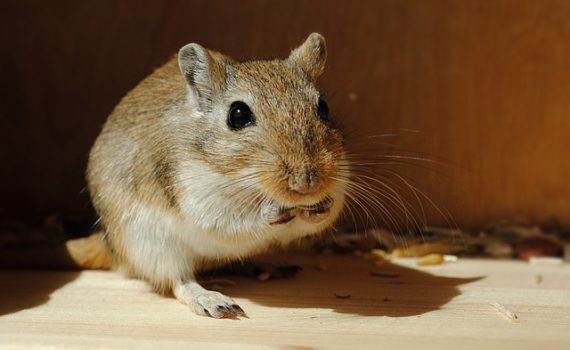 L'alimentation de la gerbille
