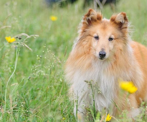 Mon chien éternue