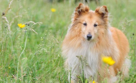 Mon chien éternue