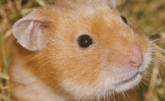 La reproduction du hamster