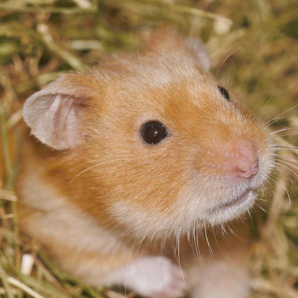 La reproduction du hamster