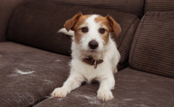 La mue chez le chien