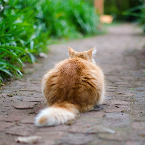 chat roux vu de dos