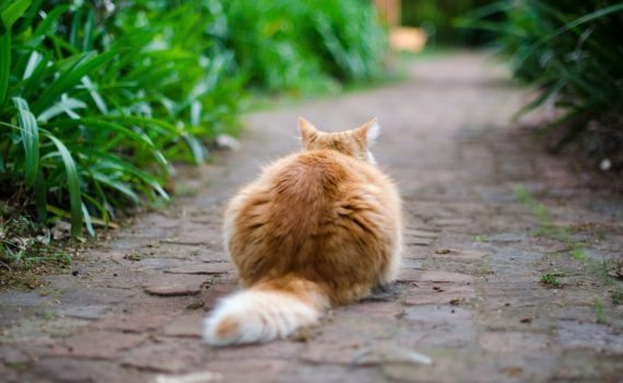 chat roux vu de dos