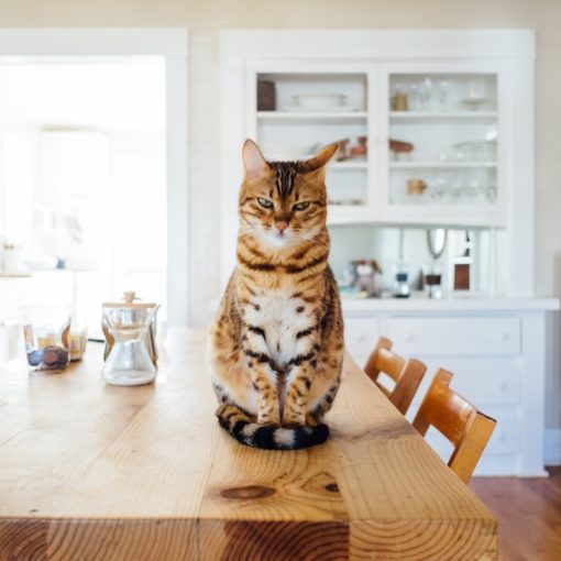 chat sur table cuisine