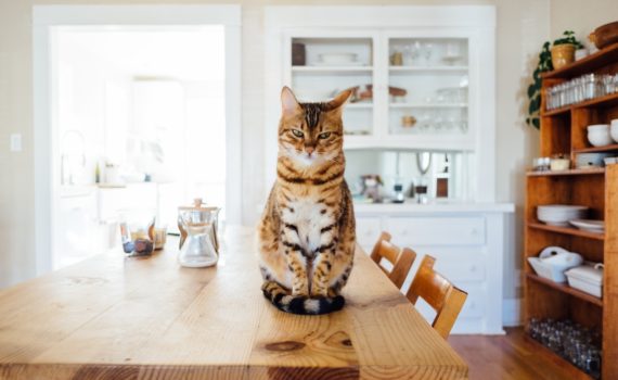chat sur table cuisine