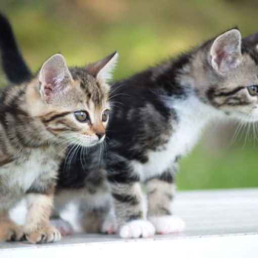 A quel âge stériliser votre chatte ?