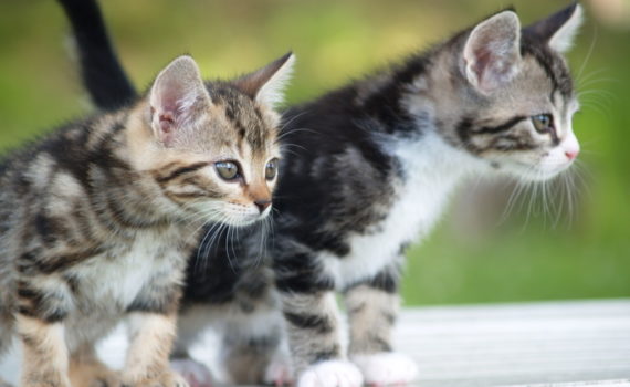 A quel âge stériliser votre chatte ?