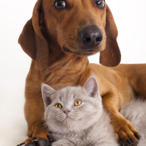 Que faire si mon animal est malade la nuit ou le week-end ?