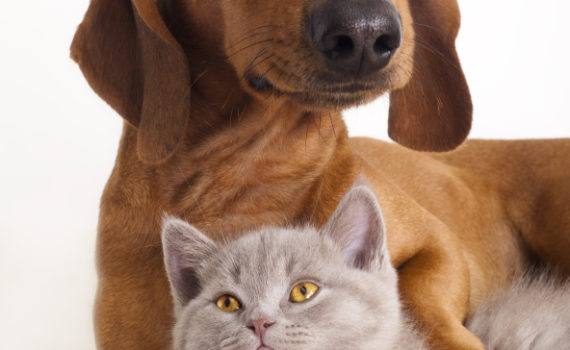 Que faire si mon animal est malade la nuit ou le week-end ?
