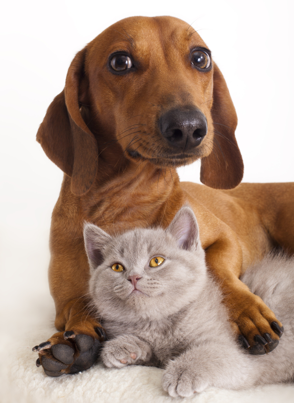 Que faire si mon animal est malade la nuit ou le week-end ?