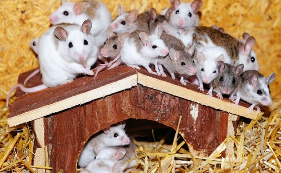 La reproduction de la souris
