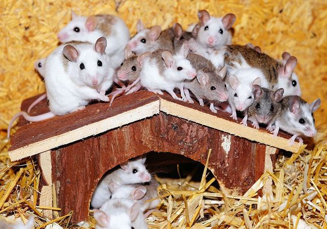 La reproduction de la souris