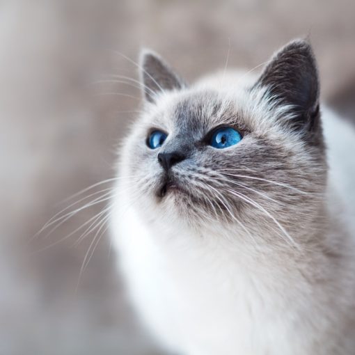chat blanc yeux bleus