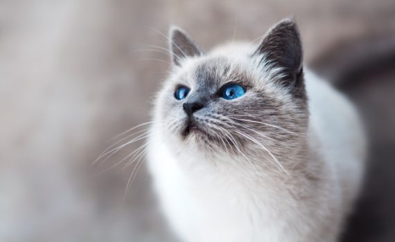 chat blanc yeux bleus