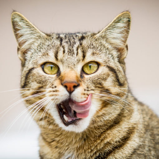 Votre chat est un carnivore !