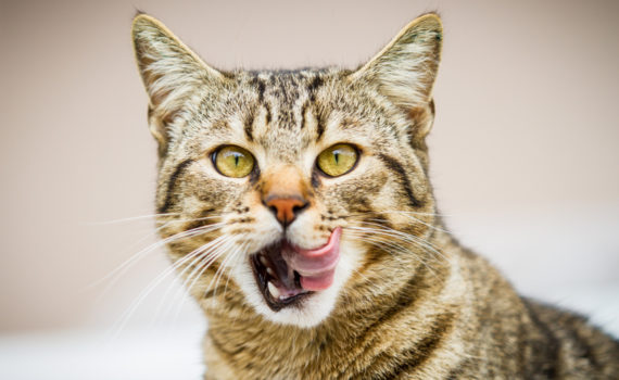 Votre chat est un carnivore !