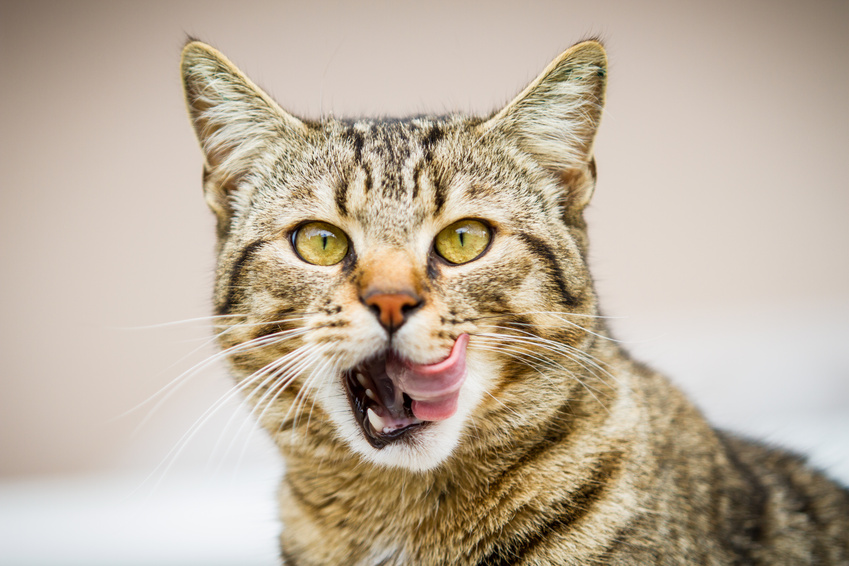 Votre chat est un carnivore !
