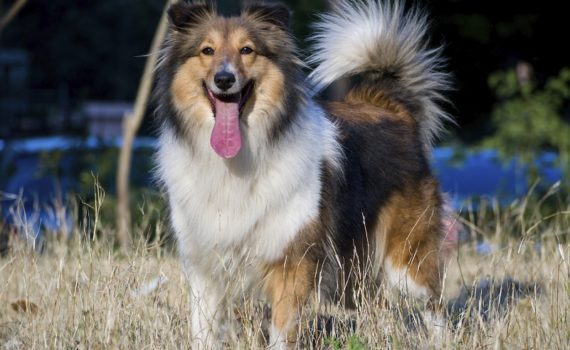 Préparer une ration BARF pour son animal