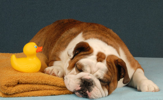 Comment laver un chien qui a peur de l'eau ?