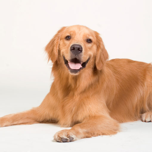 L'hémangiosarcome de la rate chez le chien