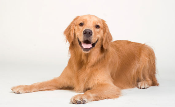 L'hémangiosarcome de la rate chez le chien