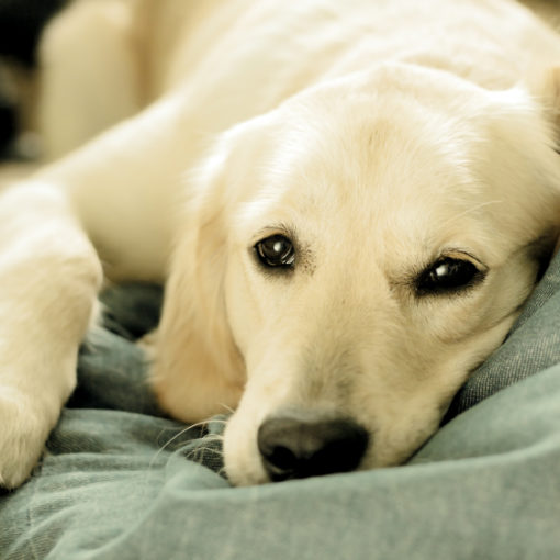 Comment rendre son énergie à un chien paresseux ?