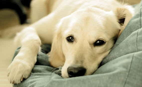 Comment rendre son énergie à un chien paresseux ?