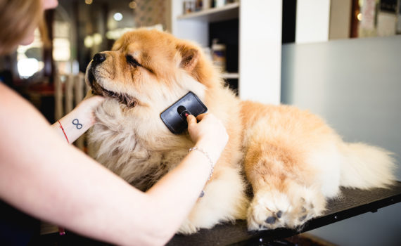 Comment bien brosser son chien ?