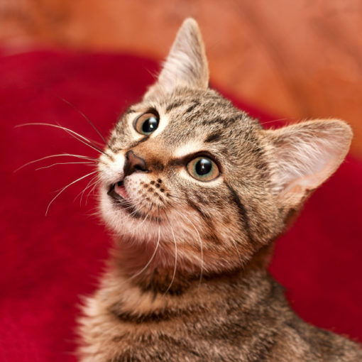 Pourquoi mon chat bave ?