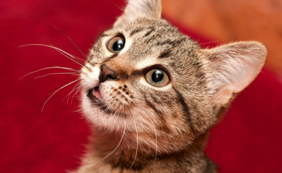 Pourquoi mon chat bave ?