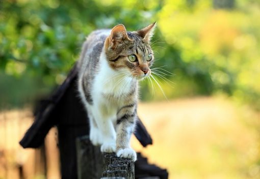 Chats errants