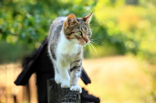 Chats errants