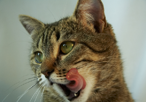 Besoins nutritionnels du chat senior
