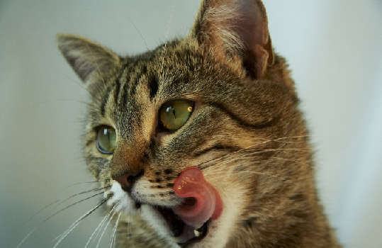 Besoins nutritionnels du chat senior