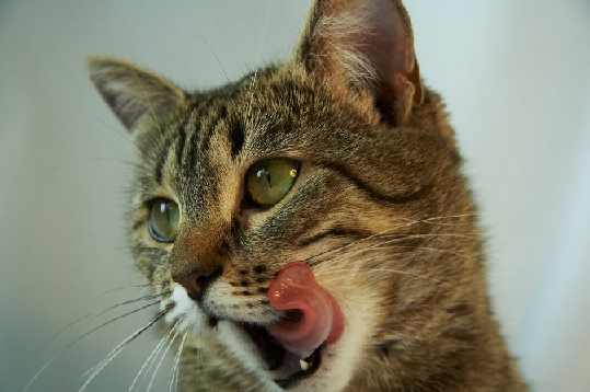 Besoins nutritionnels du chat senior