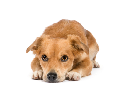 Age du chien