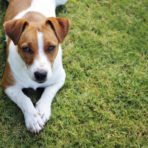 Pourquoi mon chien se gratte ?